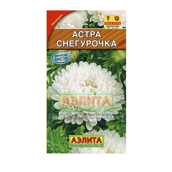 Астра "Снегурочка" Аэлита