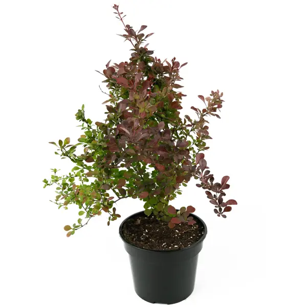 Барбарис Тунберга Atropurpurea 35-55 см