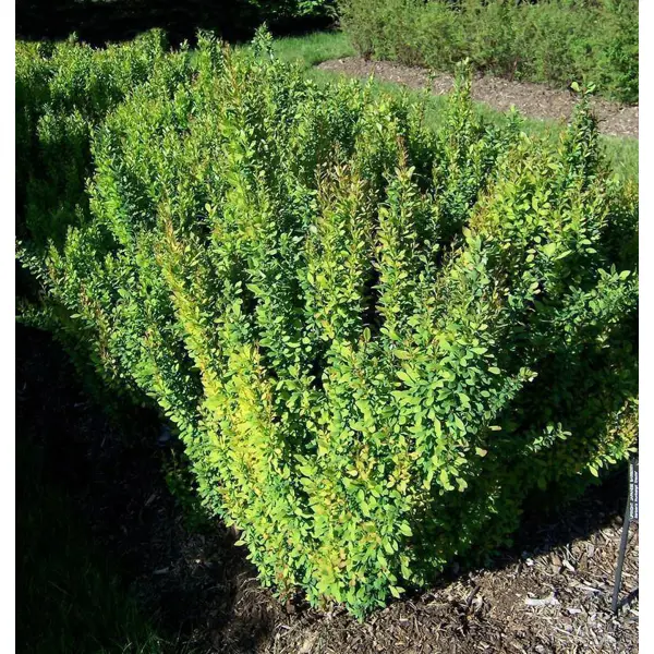 Барбарис Тунберга Эректа ø30 h60-80 см