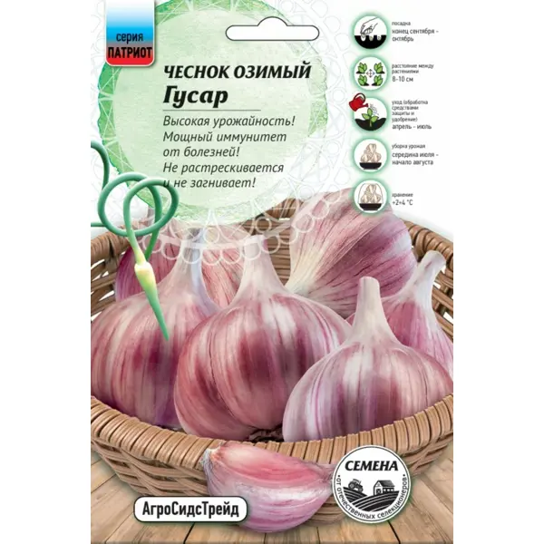 Чеснок озимый Гусар
