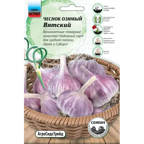 Чеснок озимый Вятский