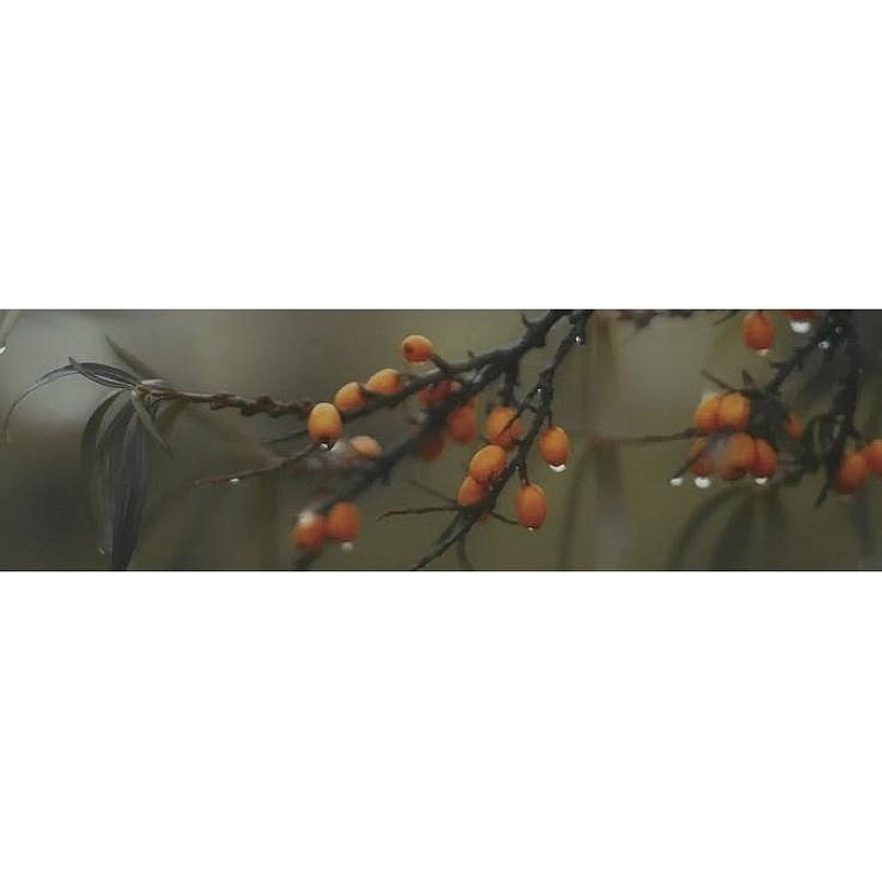 Декор Kerama Marazzi Тракай OS\A118\9016 8.5x28.5 см