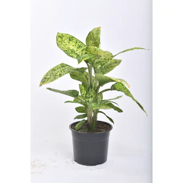 Диффенбахия Cублим d22.0 см h50.0 см