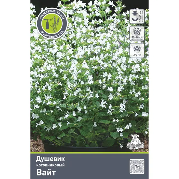 Душевик котовниковый Вайт