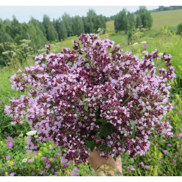 Душица Диабло h15 см