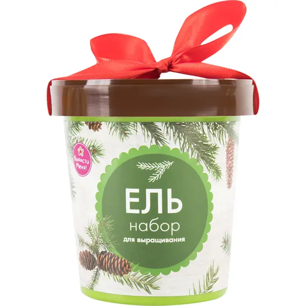 Ель в горшке