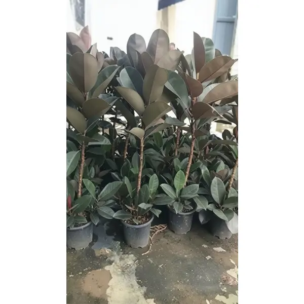 Фикус Бурганди ø28 h150 см