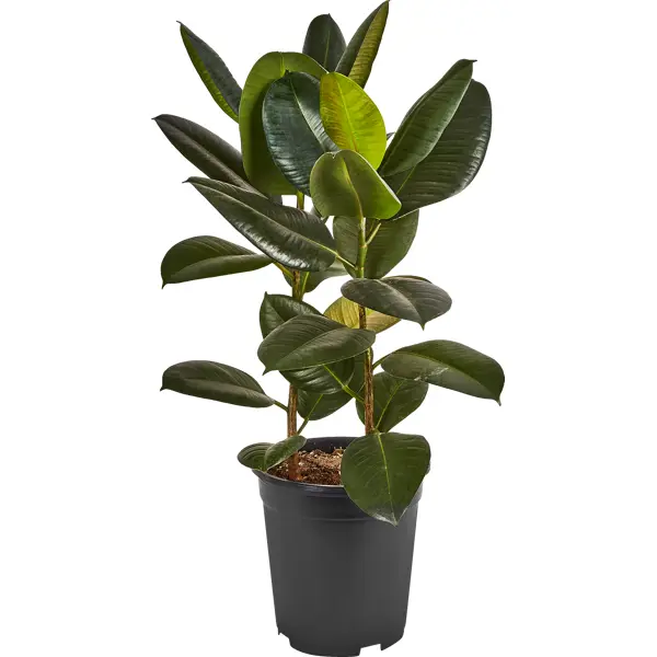 Фикус каучуконосный Робуста o21 h60 см