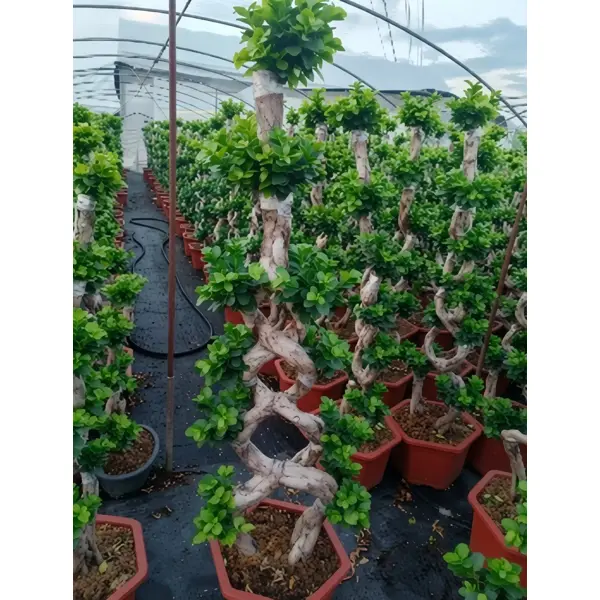 Фикус микс ø40 h150 см