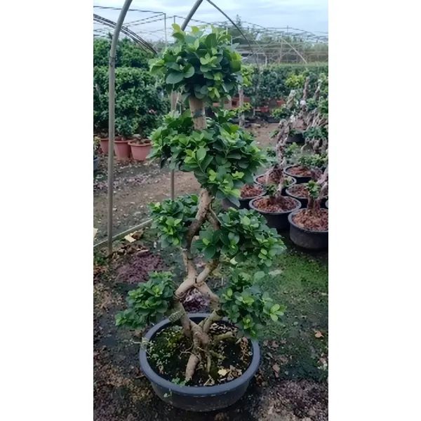 Фикус ø40 h150 см