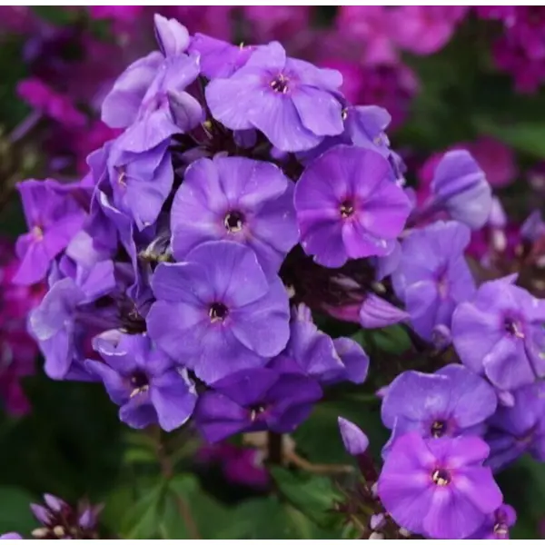 Флокс метельчатый Аметист луковицы 1