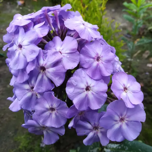 Флокс метельчатый Блю Бой луковицы 1