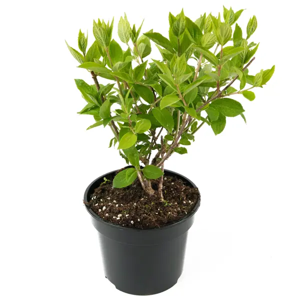 Гортензия метельчатая Grandiflora 45-65 см