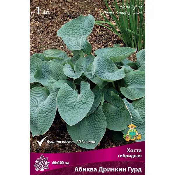 Хоста гибридная «Абиква Дринкин Гурд», 1 шт.