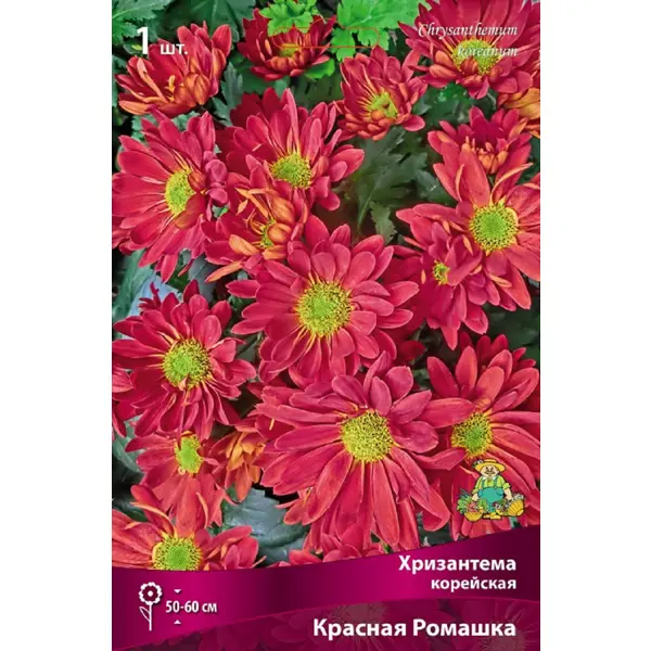Хризантема корейская Красная ромашка