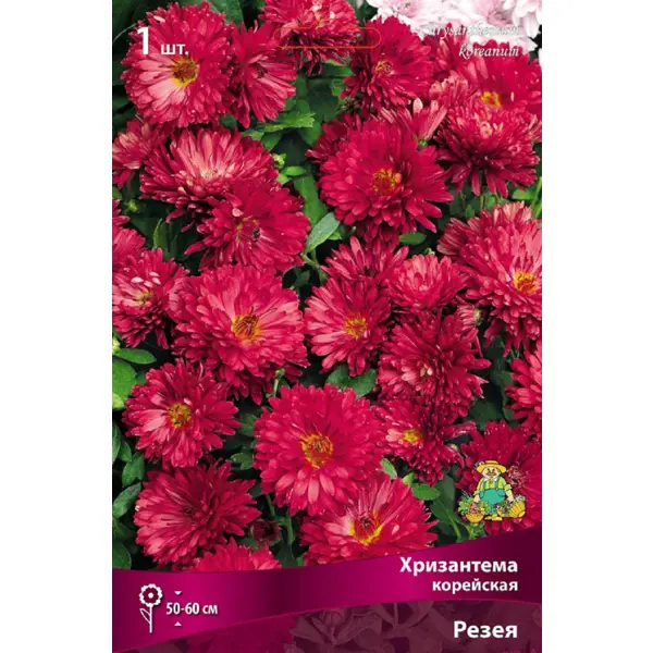 Хризантема корейская Резея