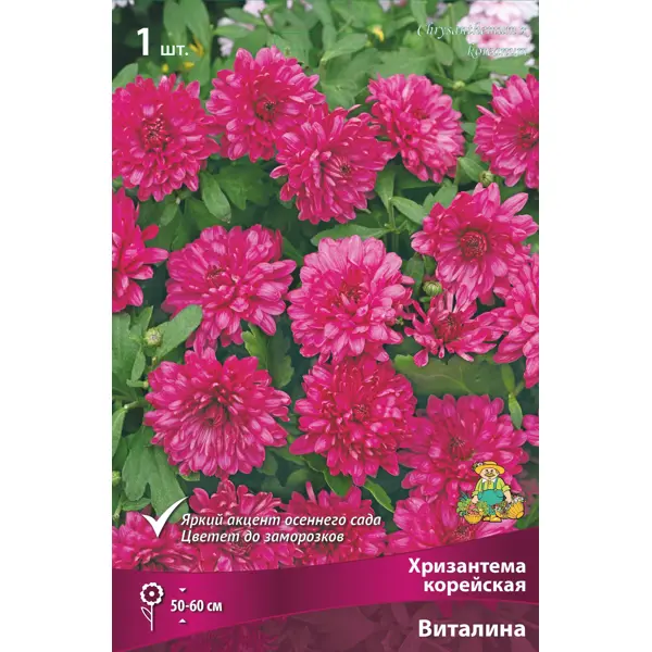 Хризантема корейская Виталина