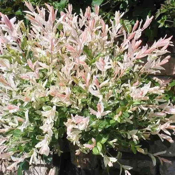 Ива Хакуро Нишики 15x30 см