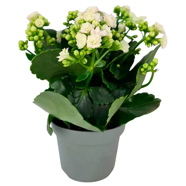Каланхое Хапинес микс ø12 h25 см