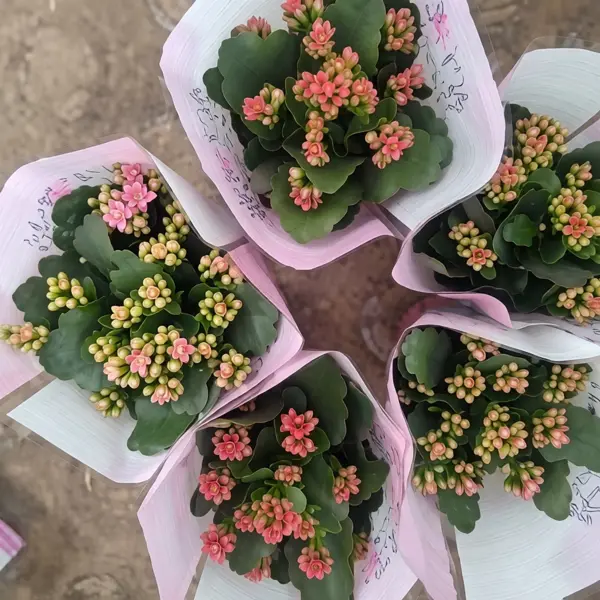 Каланхое микс ø11 h25 см