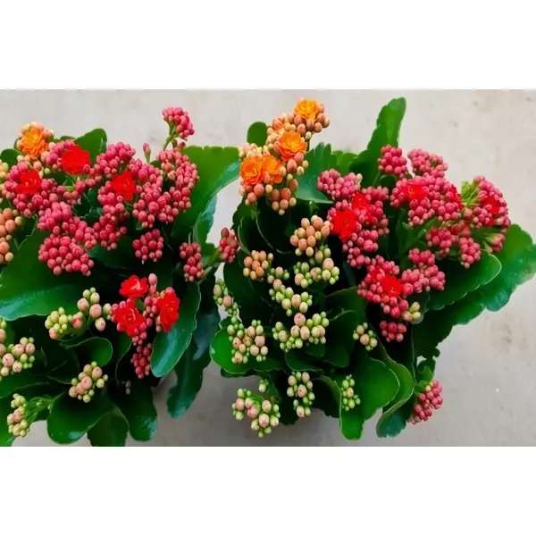 Каланхое микс ø15 h30 см
