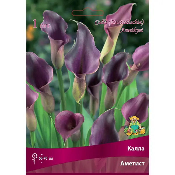 Калла Аметист 14/16, 1 шт