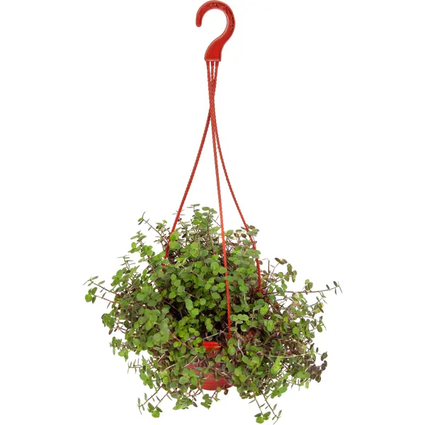 Каллизия репенс d16 h25