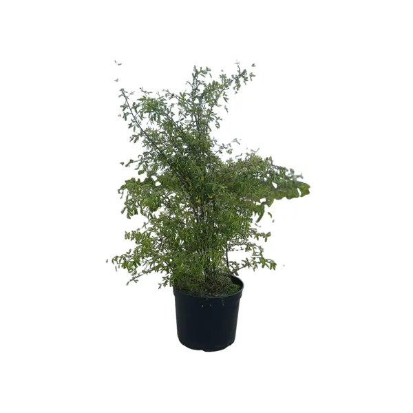 Карагана уссурийская ø32 h50 - 60 см