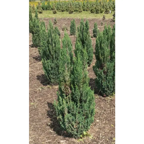 Кипарисовик Элвуди ø60 h120 - 140 см