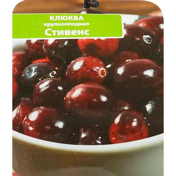 Клюква крупноплодная Стивенс ø17 h30 см