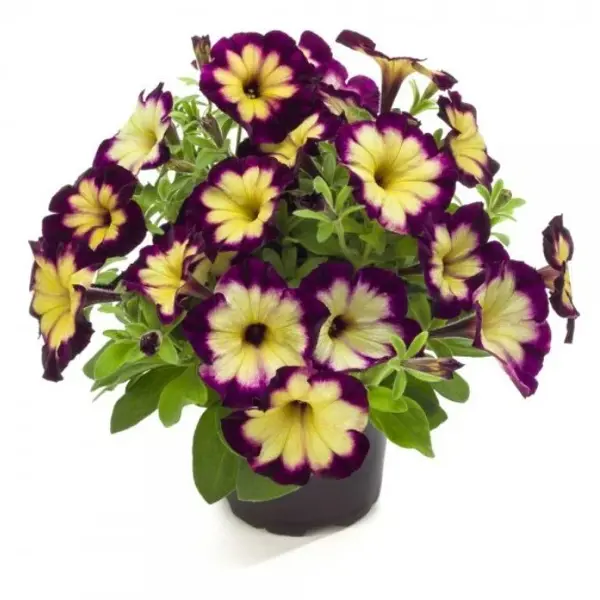 Крейзитуния микс ø12 h15 см