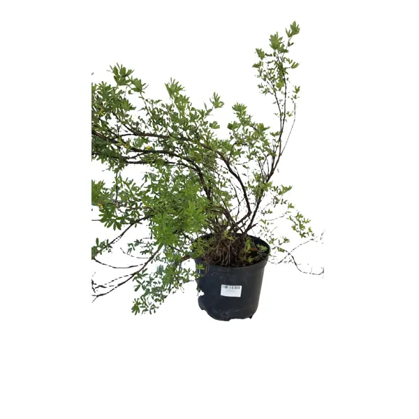 Лапчатка Абботсвуд ø22 h50 см