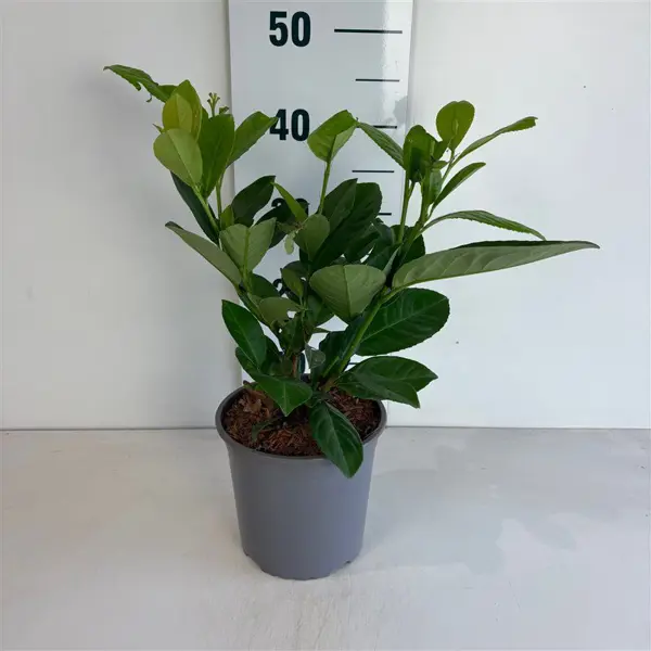 Лавровишня Ротундифолиа h40 см