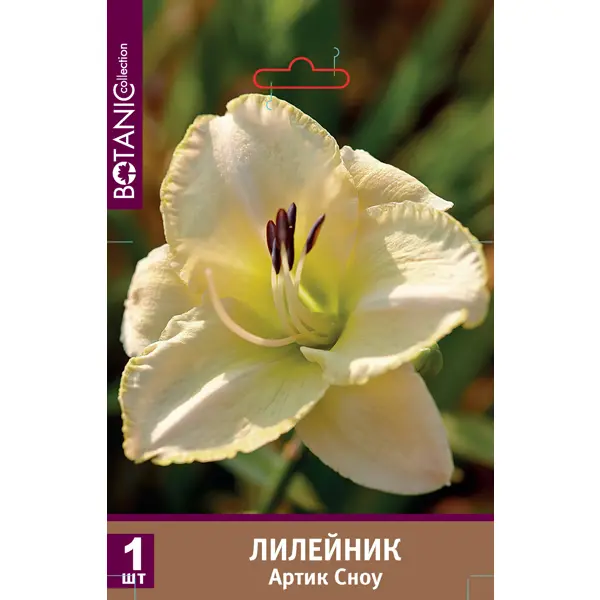 Лилейник Арктик Сноу луковицы 1