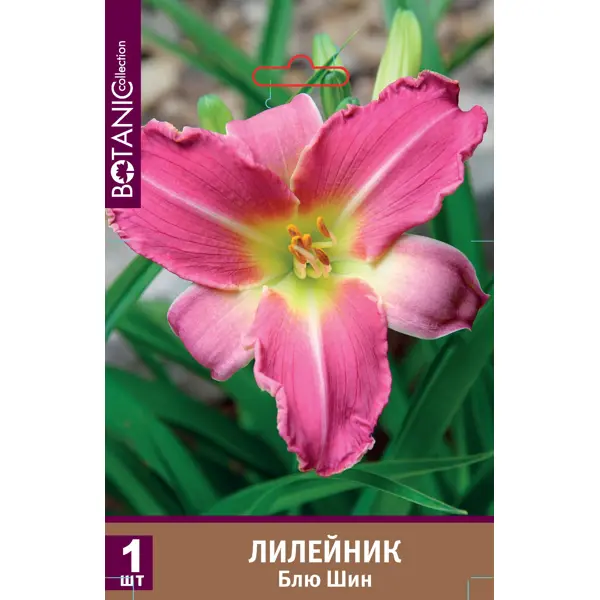 Лилейник Блю Шин луковицы 1