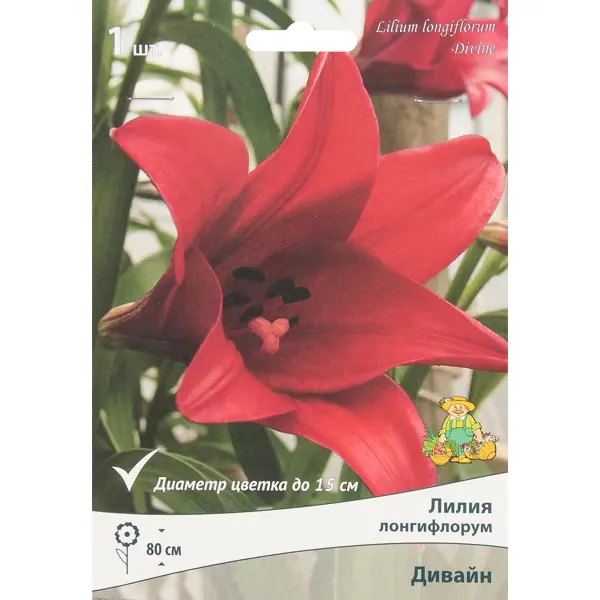 Лилия лонгифлорум Дивайн