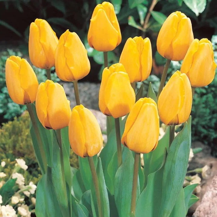 Луковицы Lefeber Тюльпан golden oxford 5шт
