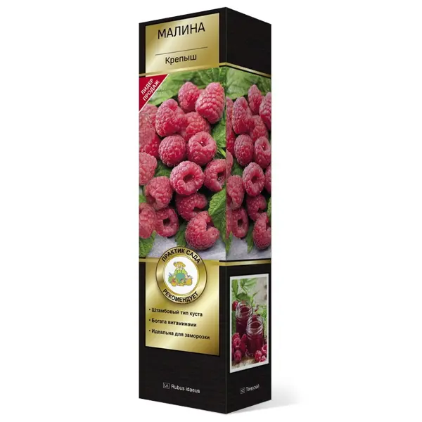 Малина Крепыш h37 см