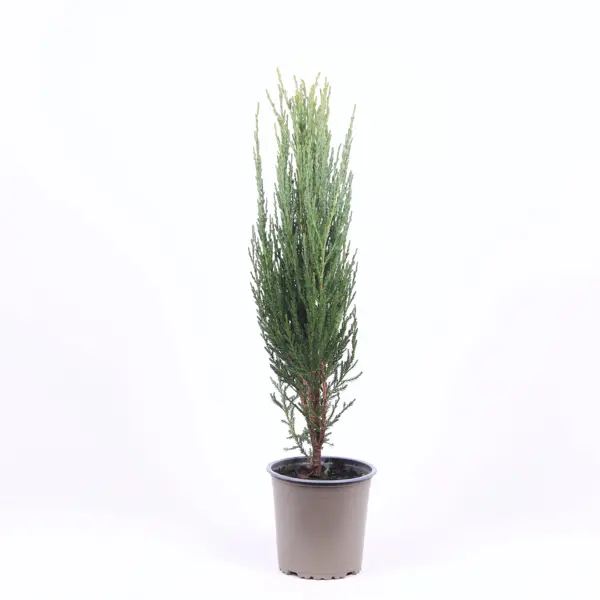 Можжевельник Блю Эрроу ø13 h45 см