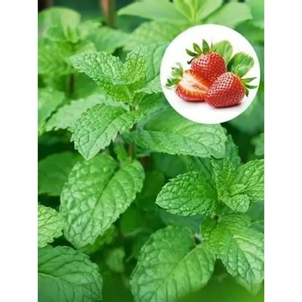 Мята клубничная Строберри h15 см