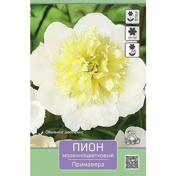 Пион молочноцветковый Примавера