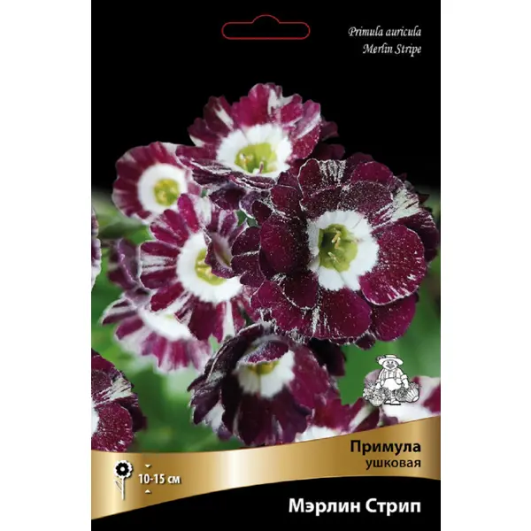 Примула ушковая Мэрлин Стрип