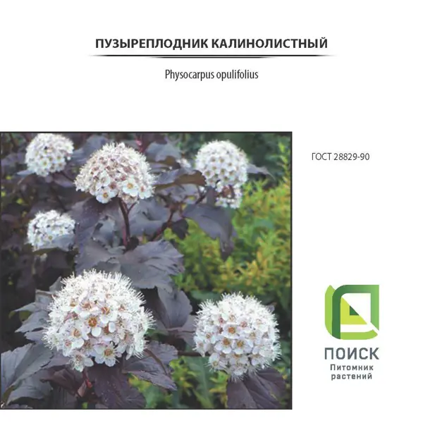 Пузыреплодник калинолистный «Леди Ин Ред», контейнер 3 л
