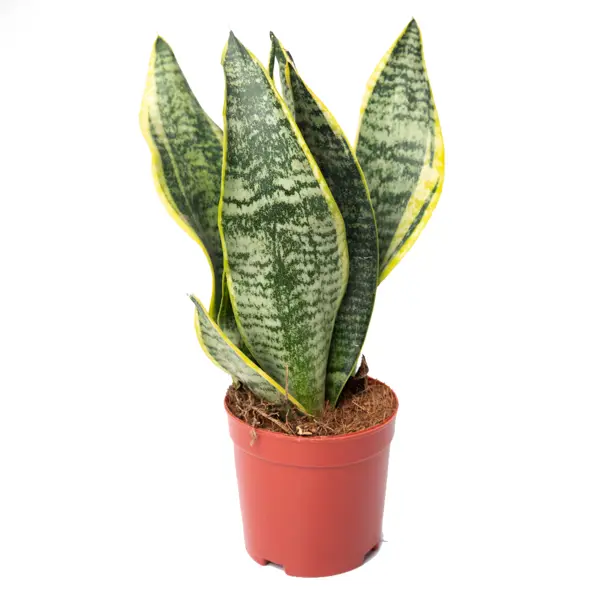 Сансевиерия Лауренти ø11 h30 см