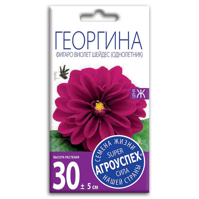 семена Георгина Фигаро Виолет Шейдес АГРОУСПЕХ 7шт