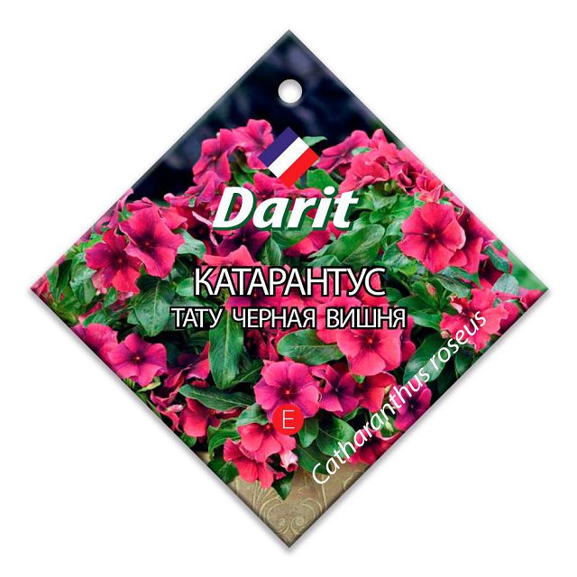 семена Катарантус Тату Черная вишня DARIT 5шт