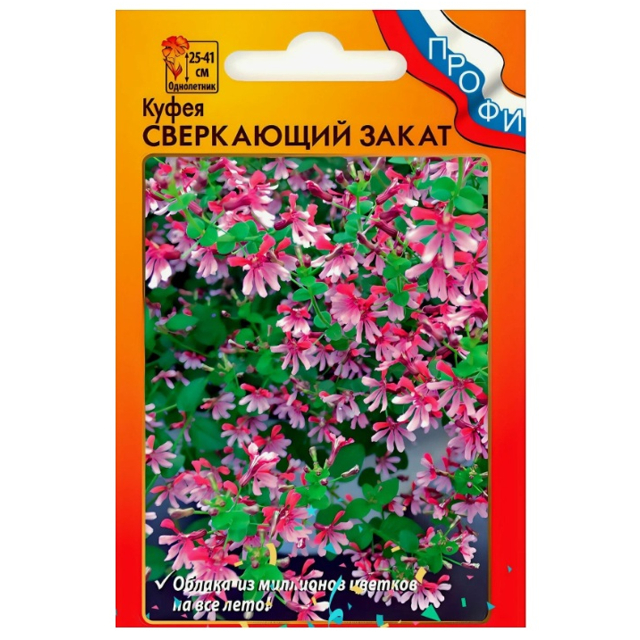 семена Куфея Сверкающий закат 4шт