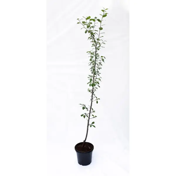 Слива русская «Кубанская комета» 25x100 см