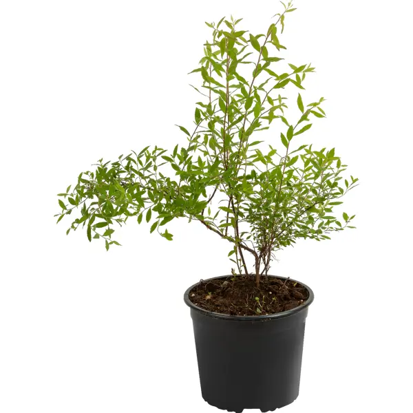 Спирея серая Грефшейм ø17 h30 см