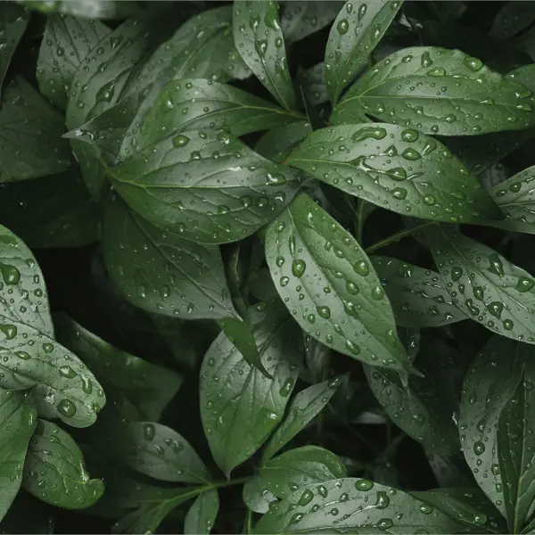 Стеновая панель Botanical Gar 120x0.4x60 см алюминий цвет зеленый